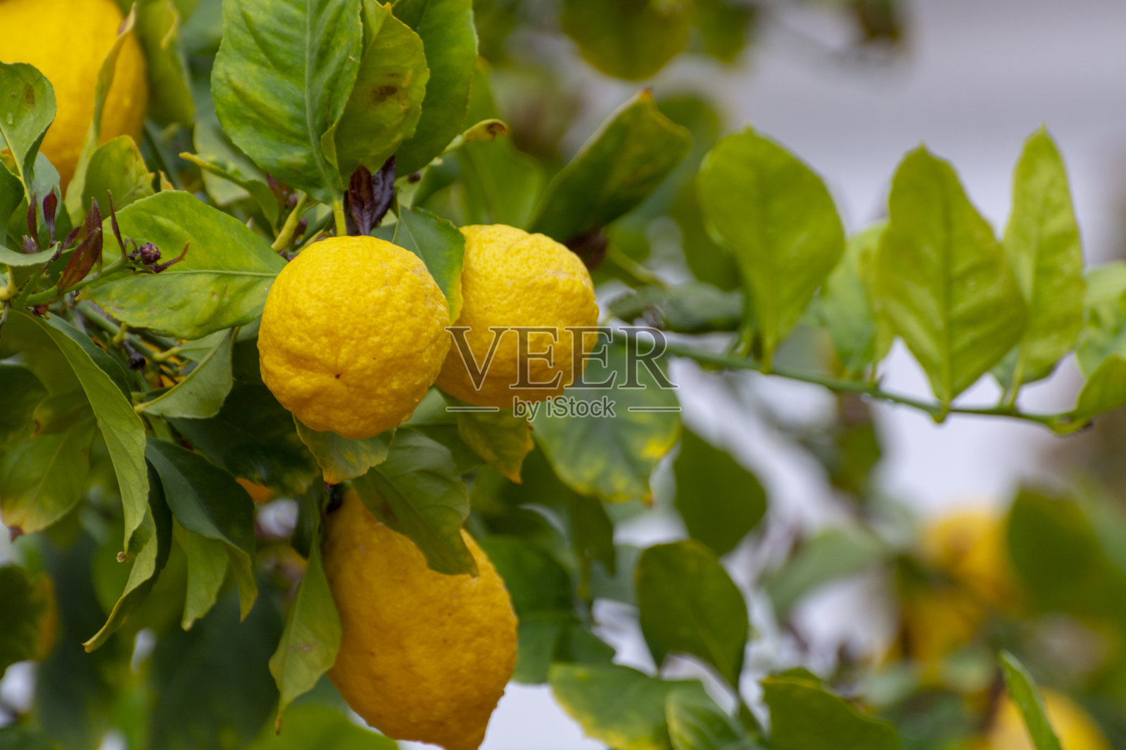 熟透的黄澄澄的柠檬,挂在树上的热带柑橘类水果在雨水中滴落照片摄影图片
