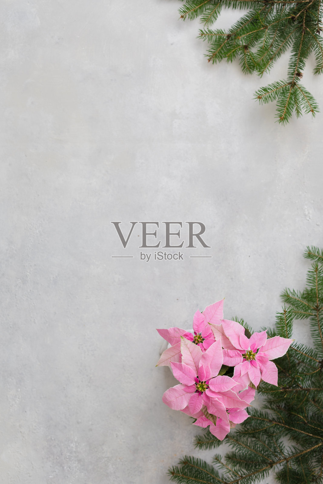 圣诞粉红一品红盆栽背景与冷杉树枝照片摄影图片