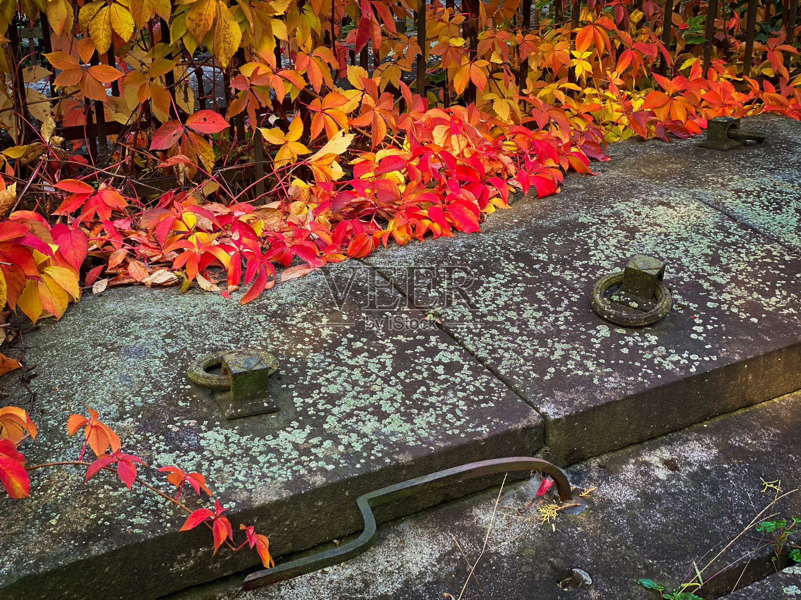 有藤蔓的老地窖照片摄影图片