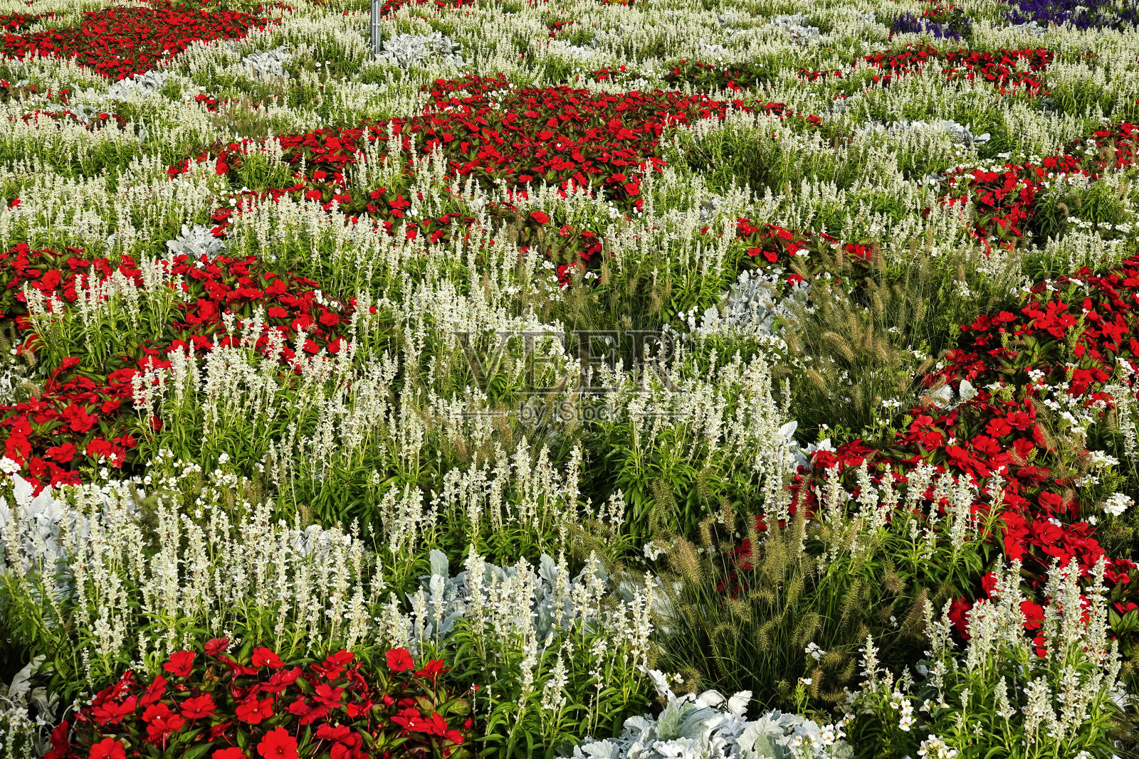 红花领域照片摄影图片