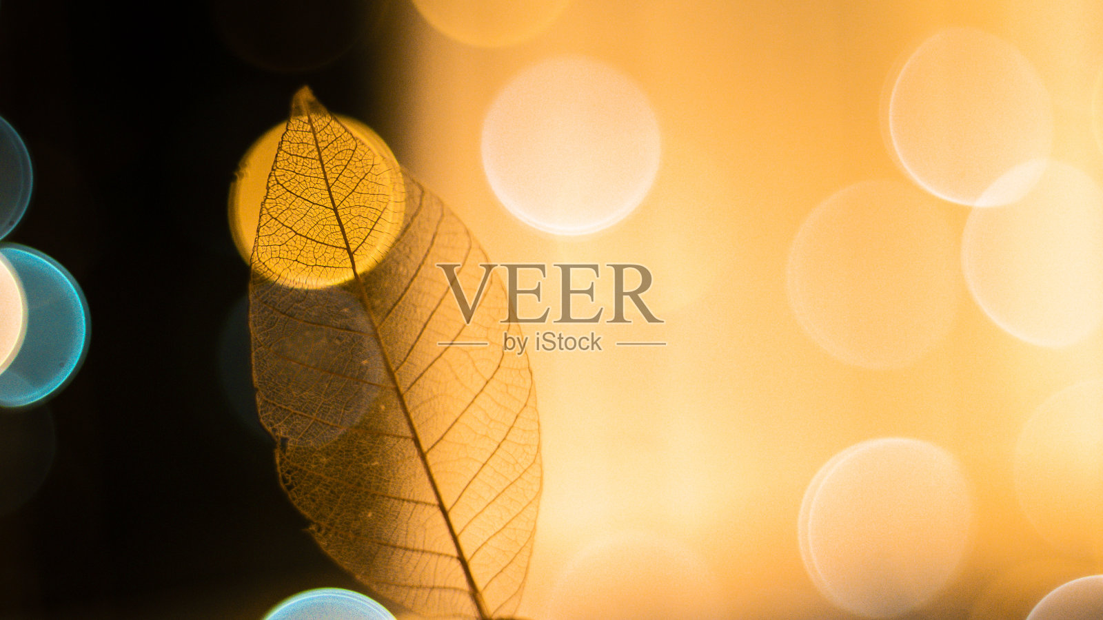 透明的骨架叶与美丽的纹理在明亮的发光和黄金虚景抽象背景照片摄影图片