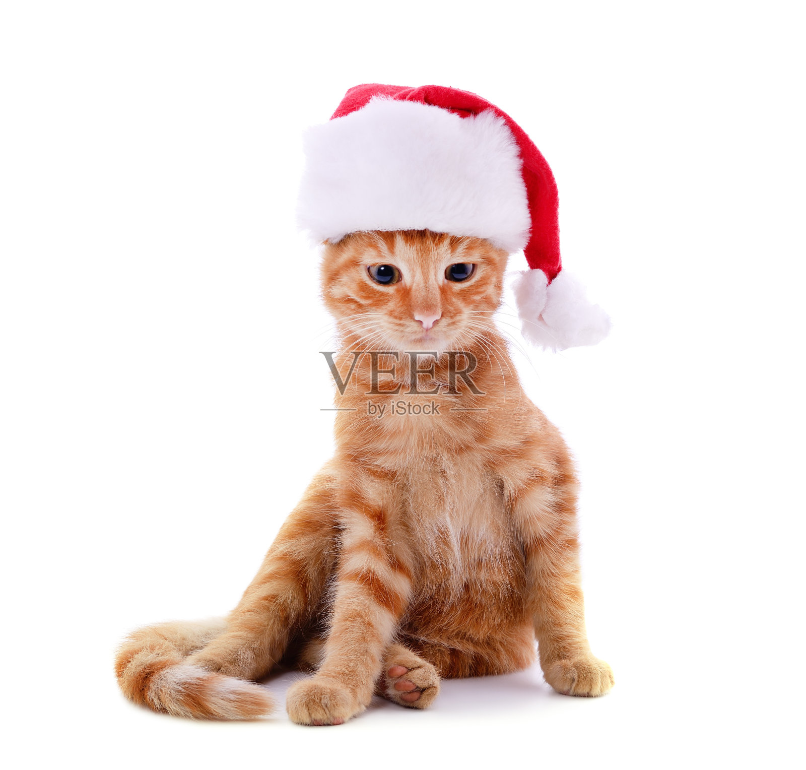 戴着圣诞帽的猫。照片摄影图片