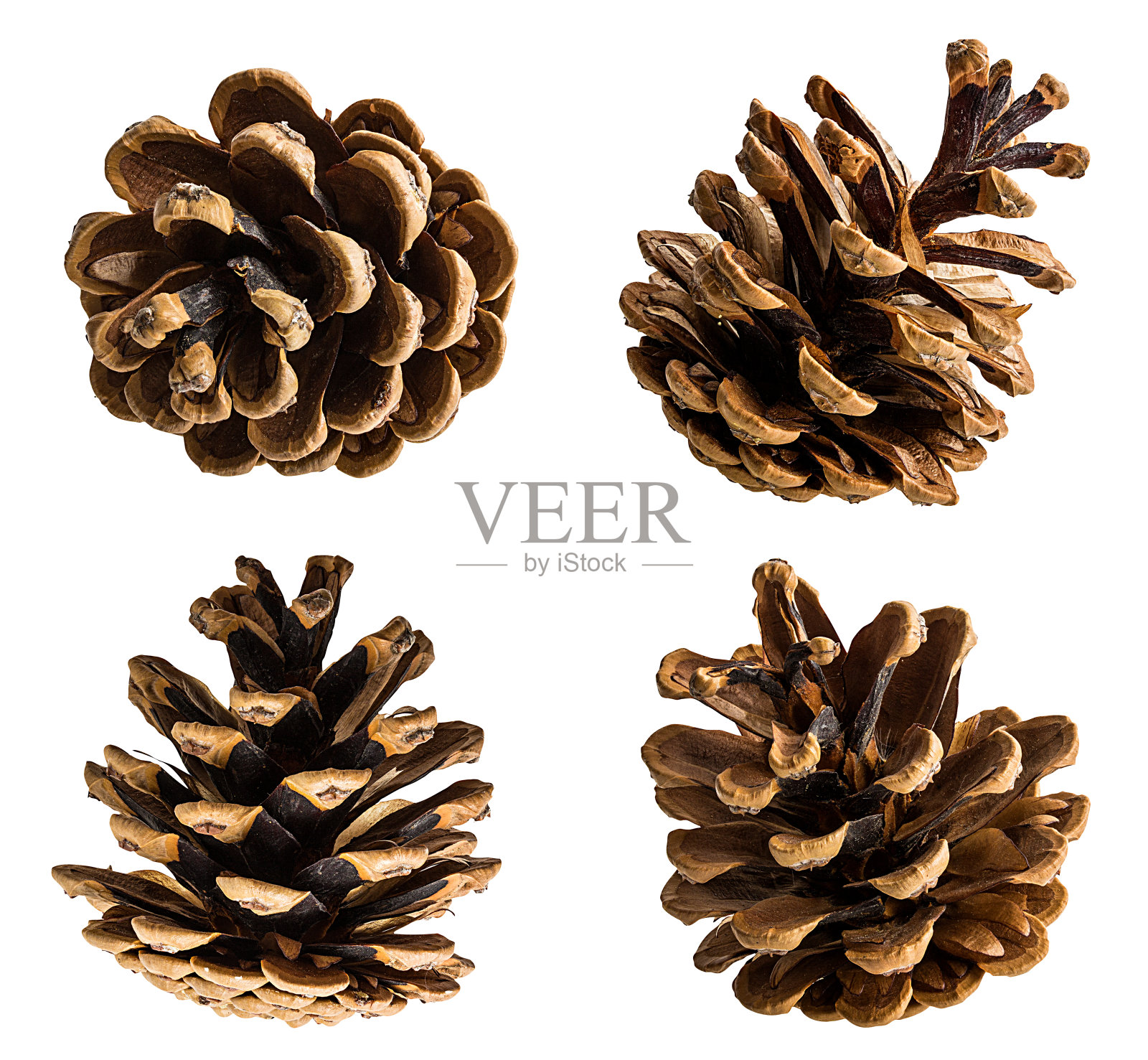 松果在白色背景与修剪路径照片摄影图片