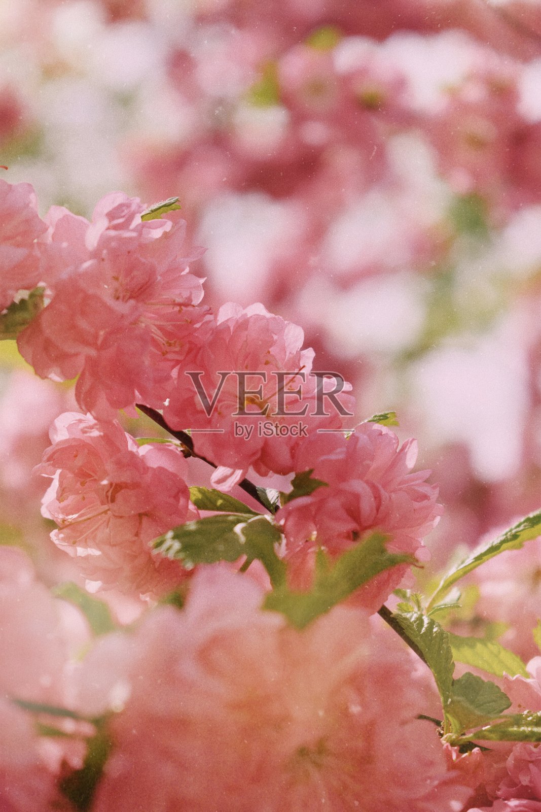 粉红色的照片摄影图片