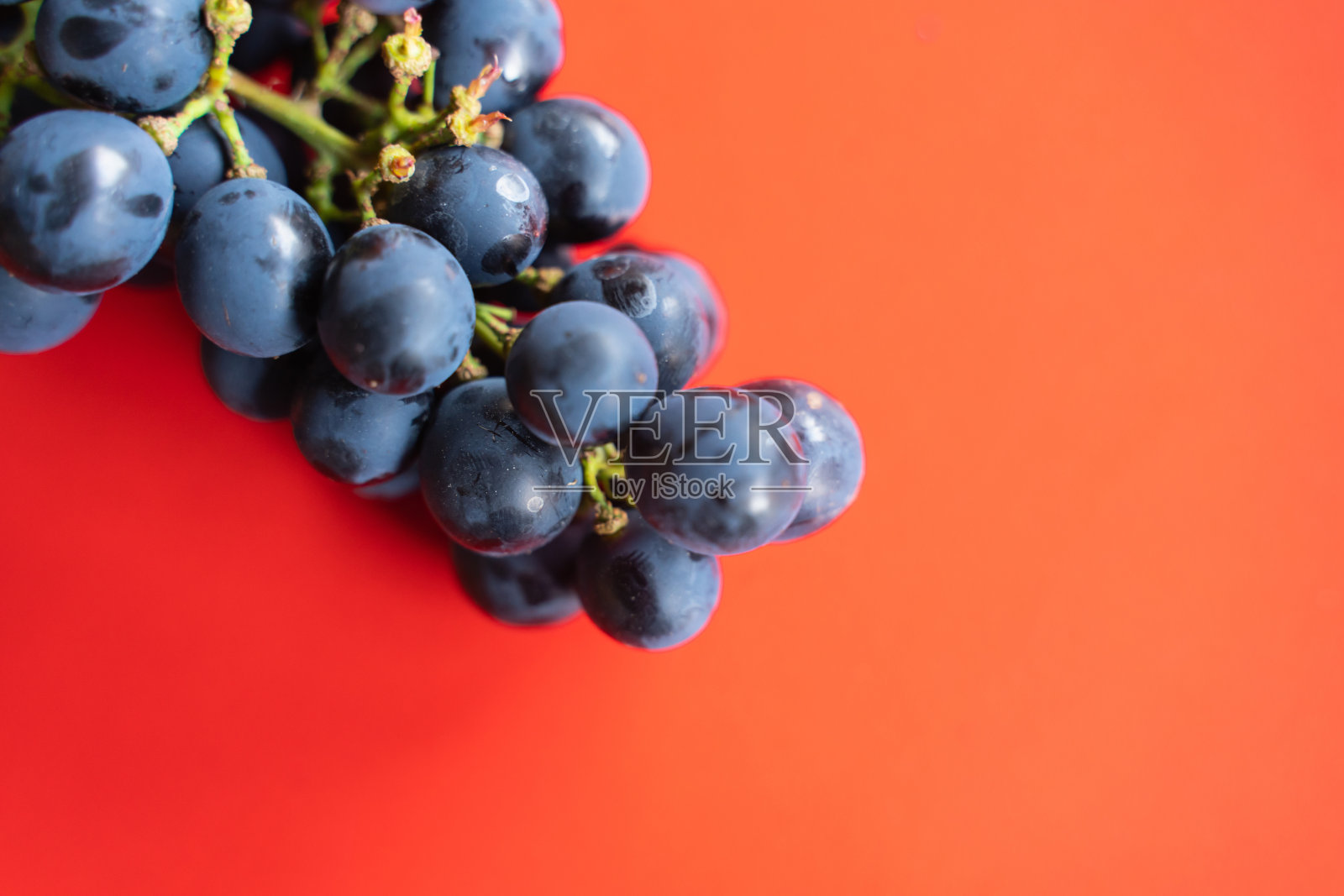 红色背景上的一个成熟的黑葡萄的树枝特写照片摄影图片