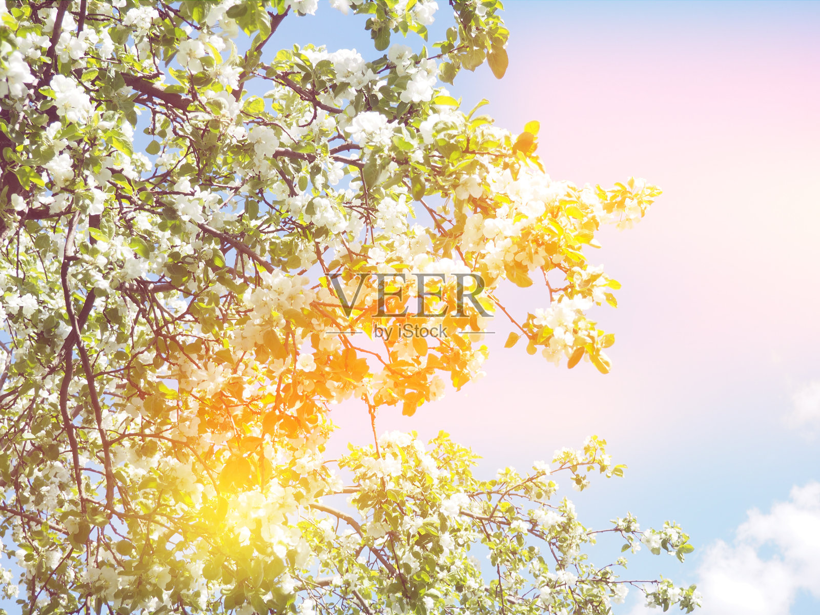 花树自然背景春花春花背景照片摄影图片