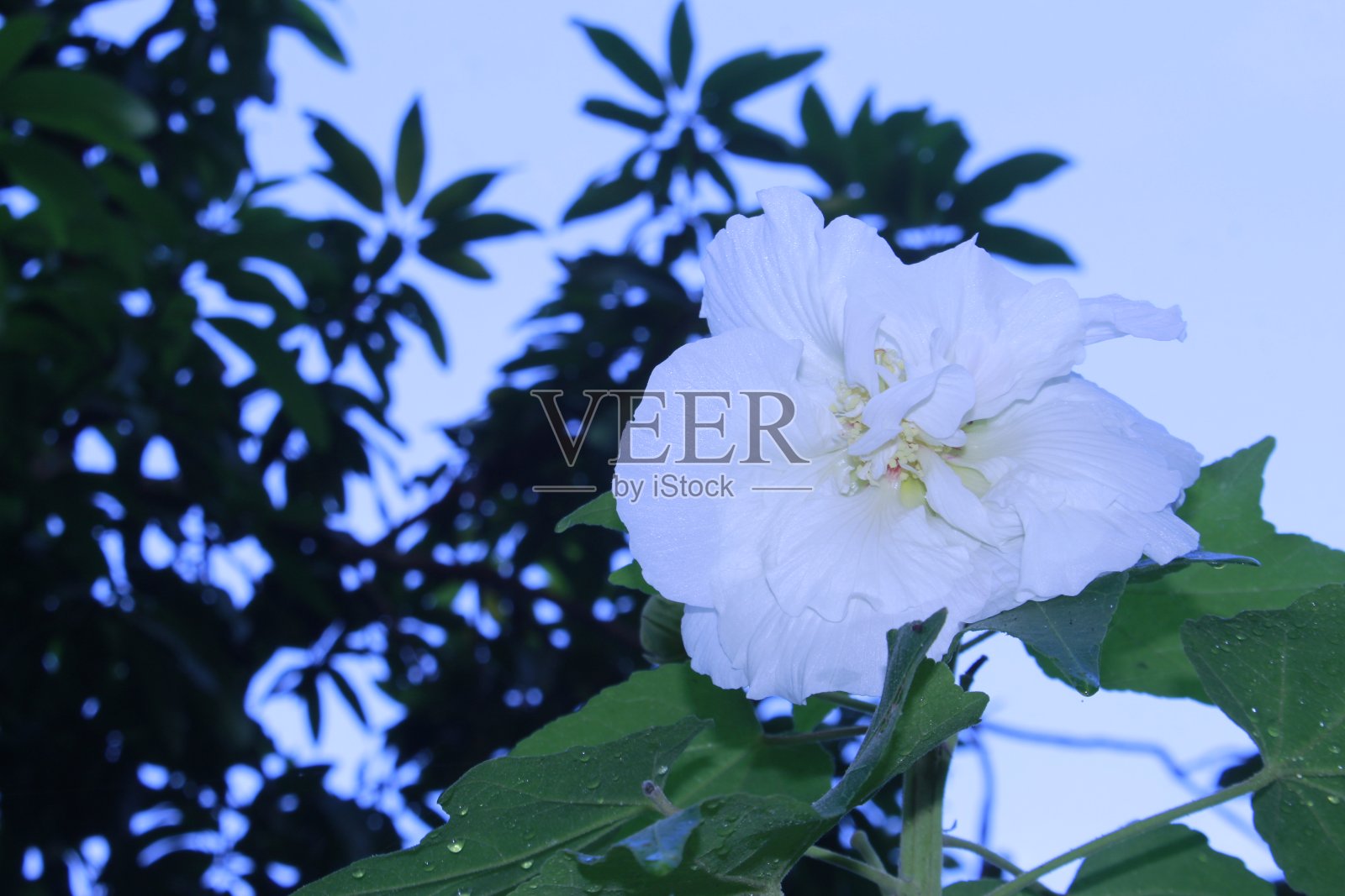 美丽的南方玫瑰花(芙蓉)在自然背景照片摄影图片