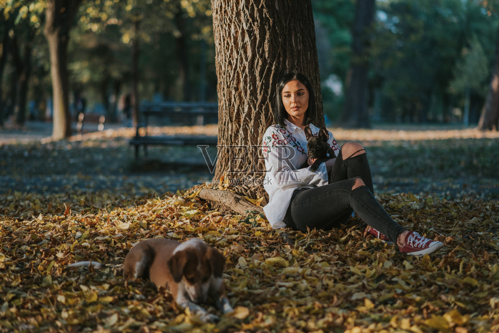 秋高气爽的一天在公园遛狗照片摄影图片