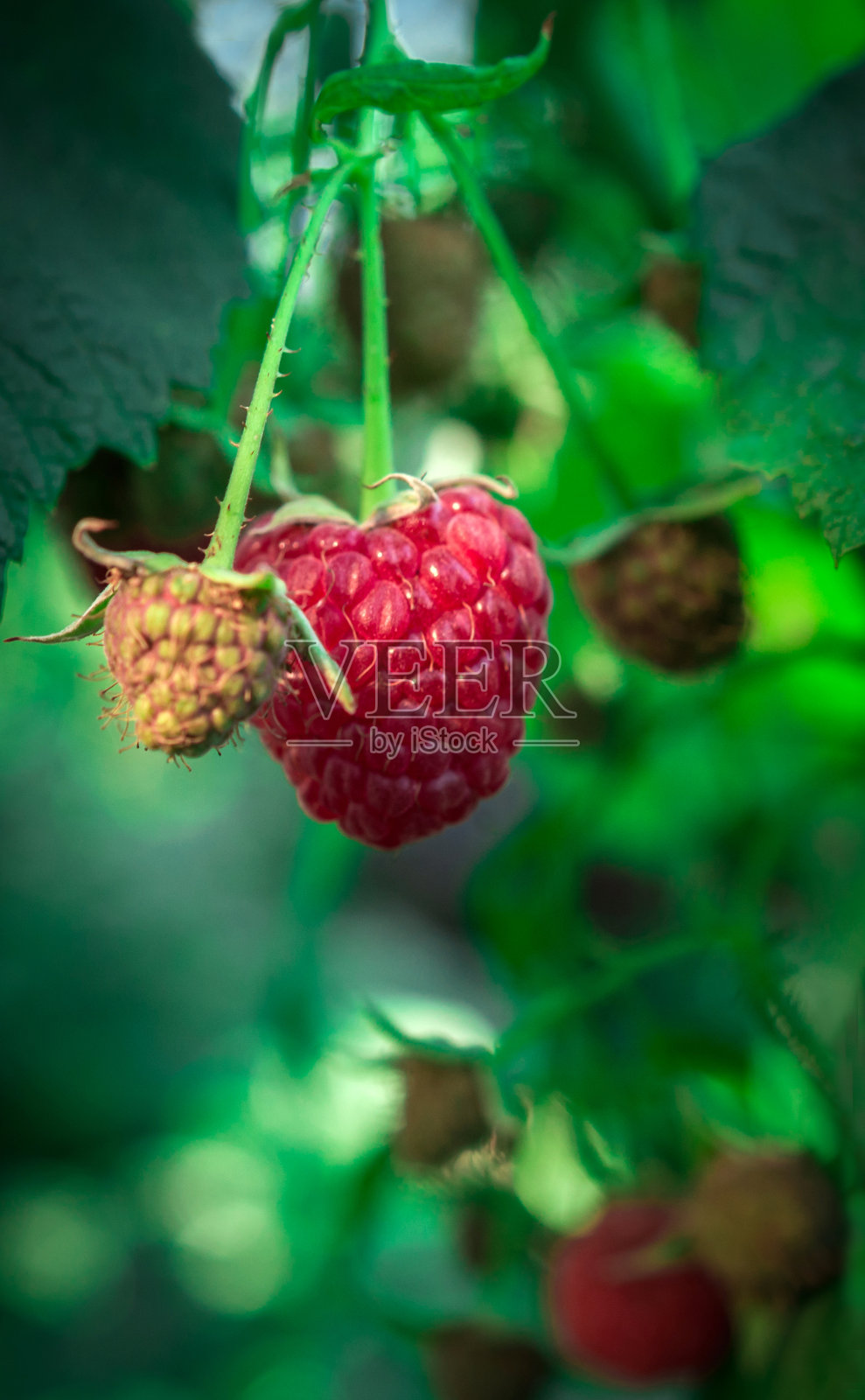 许多照片摄影图片