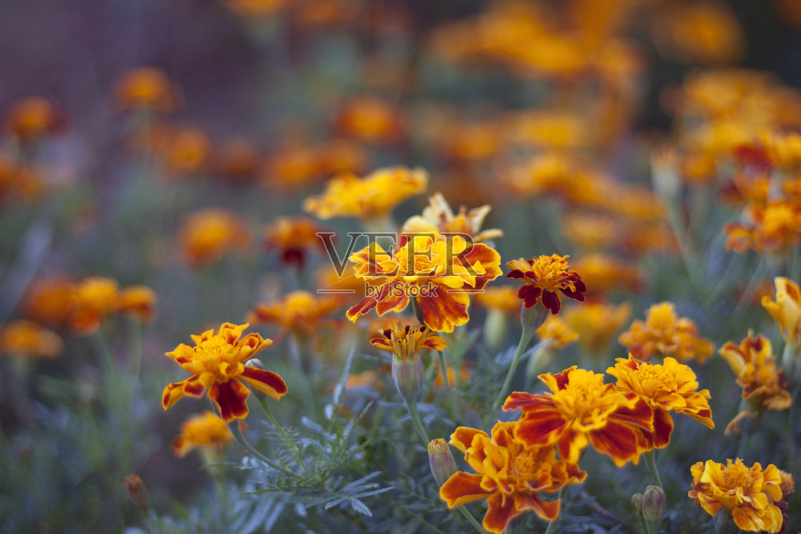 田间的黄花照片摄影图片