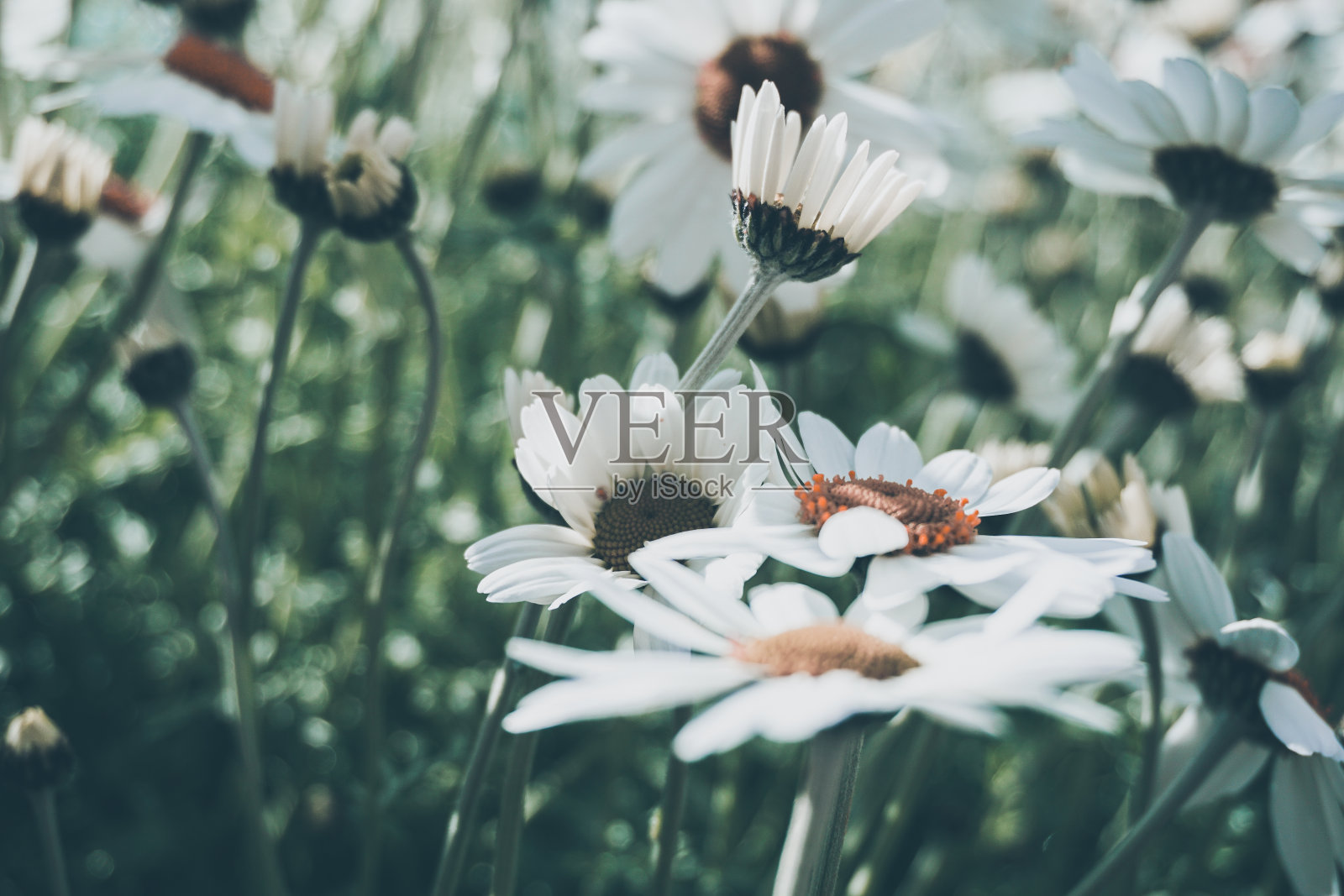 雏菊花背景蓝墙照片摄影图片