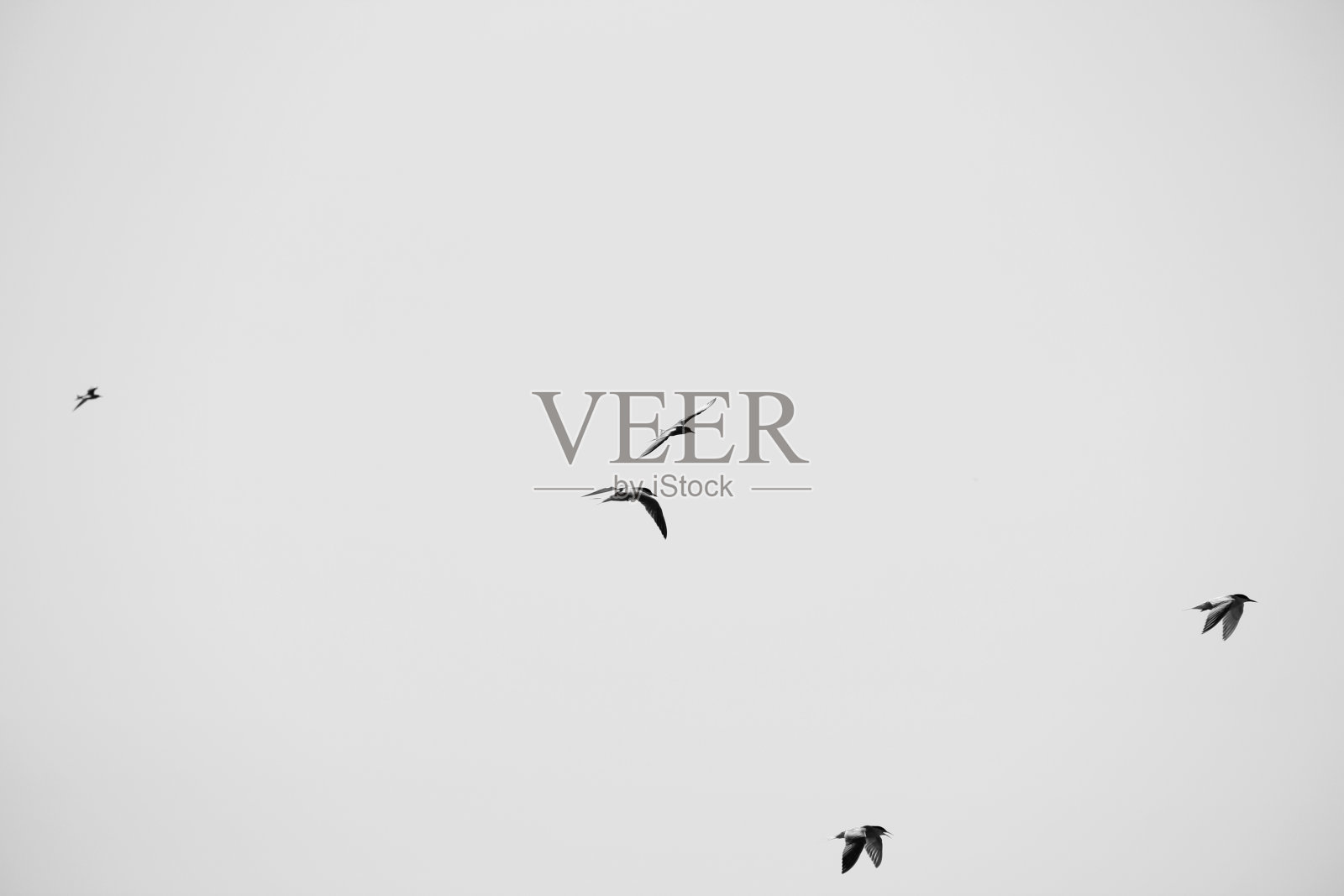 Larus argentatus。鸟儿在天空中。黑白照片照片摄影图片