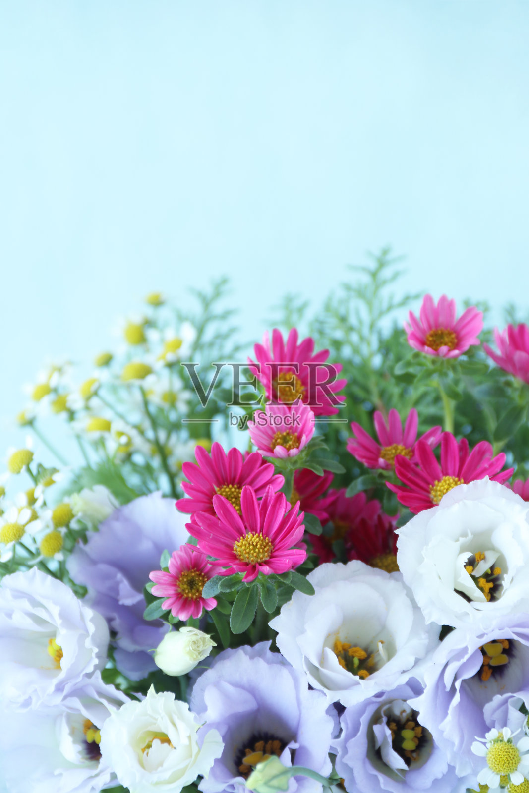 紫菀和桔梗的插花照片摄影图片