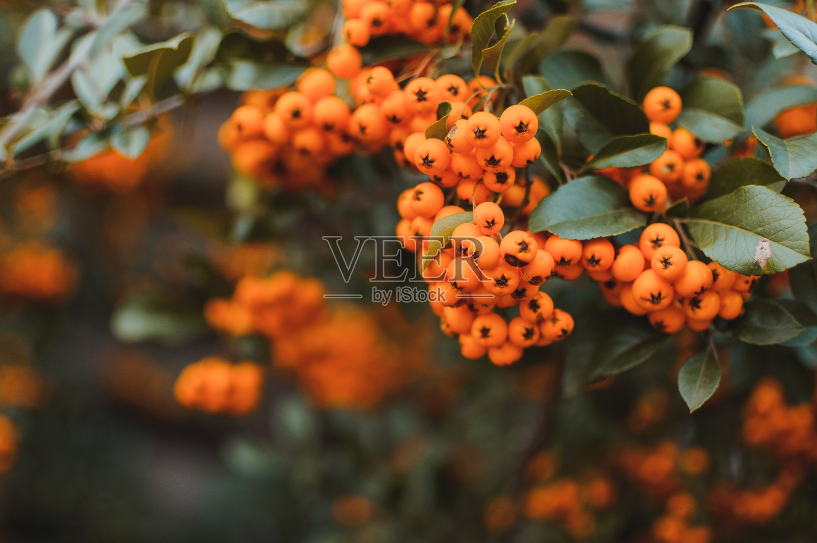 秋季背景有成熟的桔黄色沙棘、沙棘,为健康的季节性园林植物。沙棘有机浆果背景。模板的设计。药用植物。副本的空间。照片摄影图片