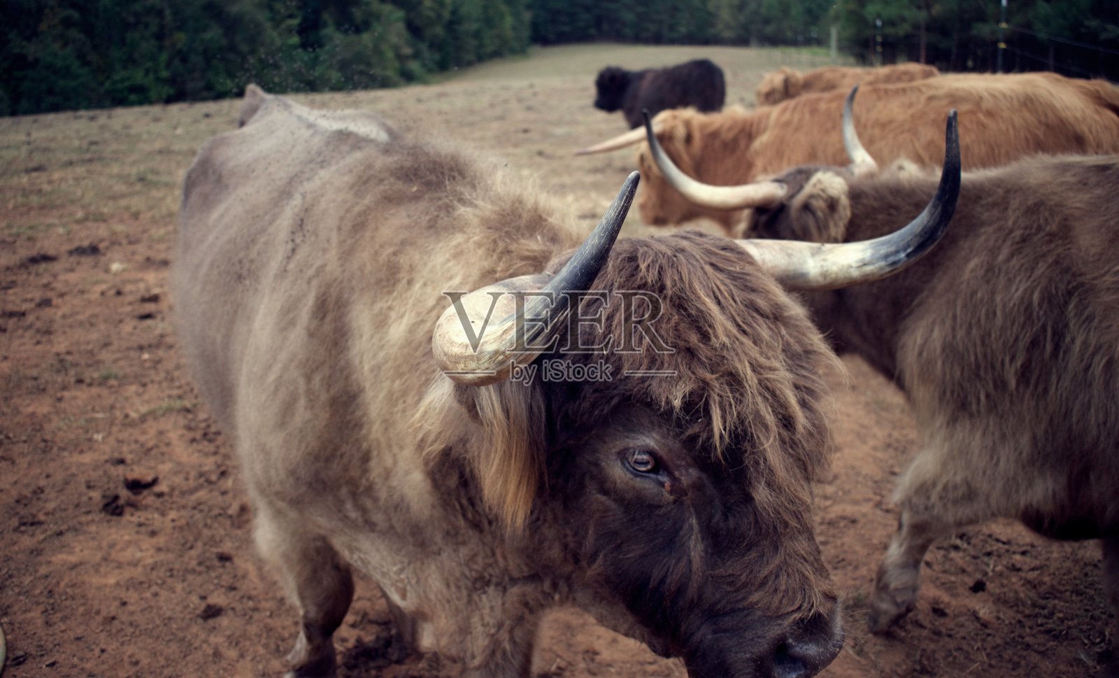 苏格兰高地牛照片摄影图片