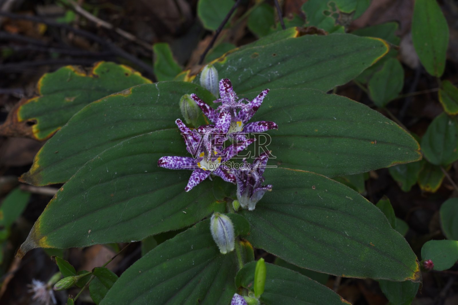 日本蟾蜍莉莉照片摄影图片