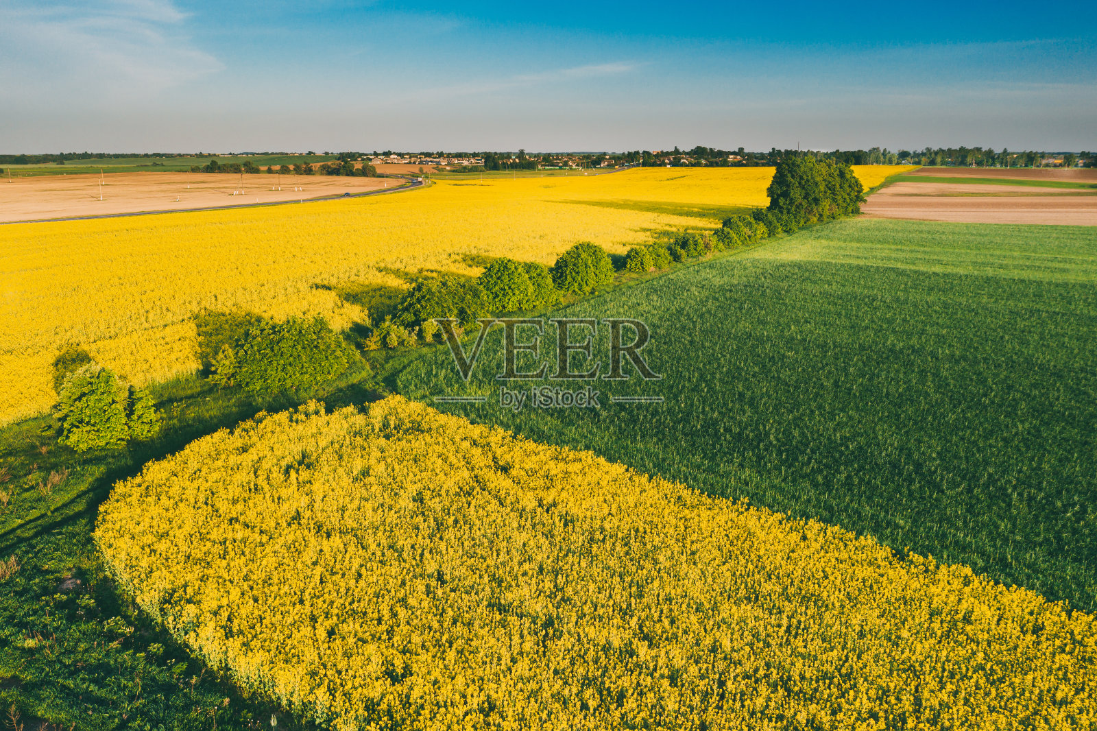 油菜籽黄花盛开时带尾线的天然绿色田野。俯视图油菜植物,油菜籽,油菜田草甸景观照片摄影图片