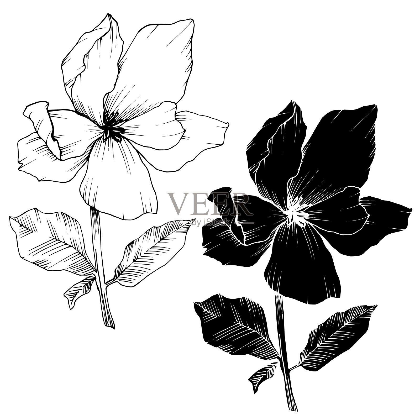 玉兰花载体植物花。黑白篆刻水墨艺术。孤立木兰插图元素。插画图片素材