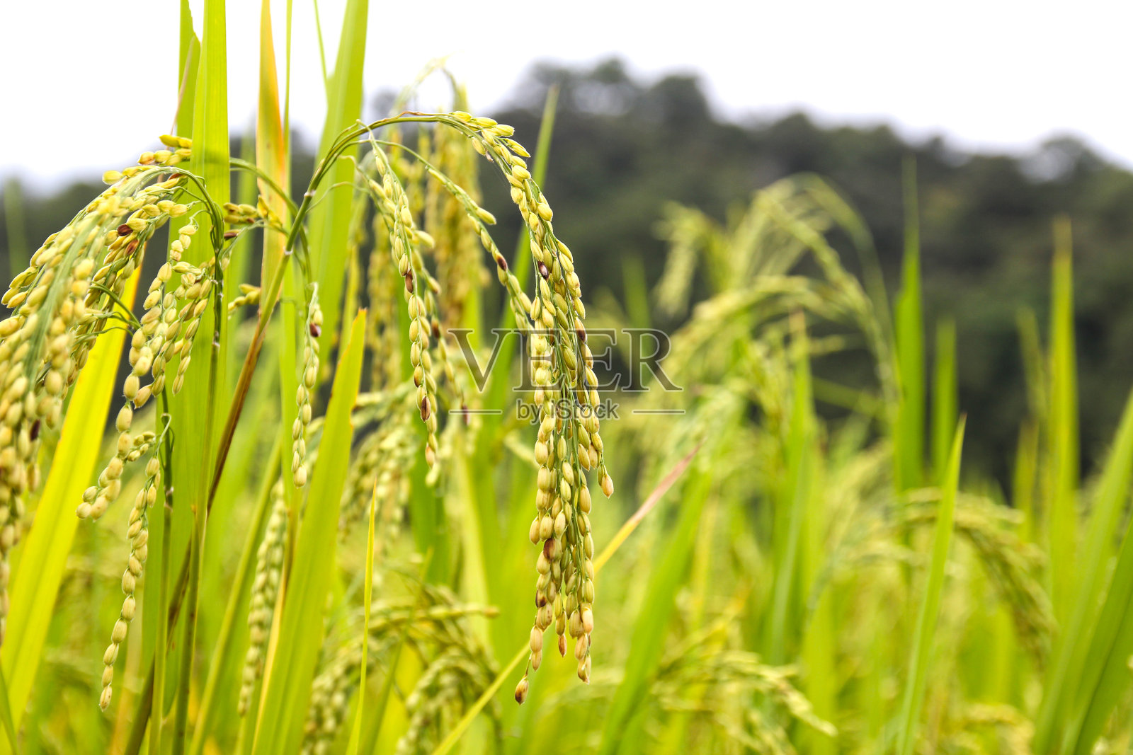 泰国清迈的稻田。照片摄影图片