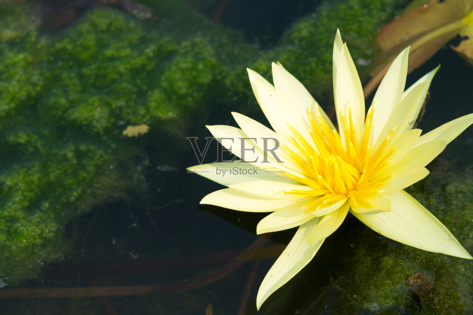 黄色的荷花照片摄影图片