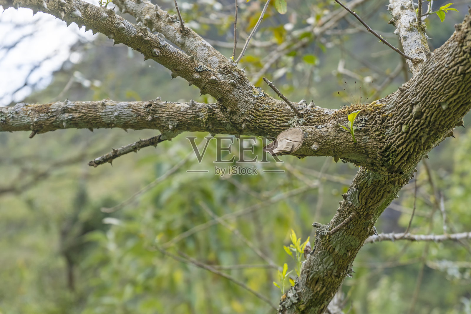 大自然的丛林中,树枝是绿色的照片摄影图片