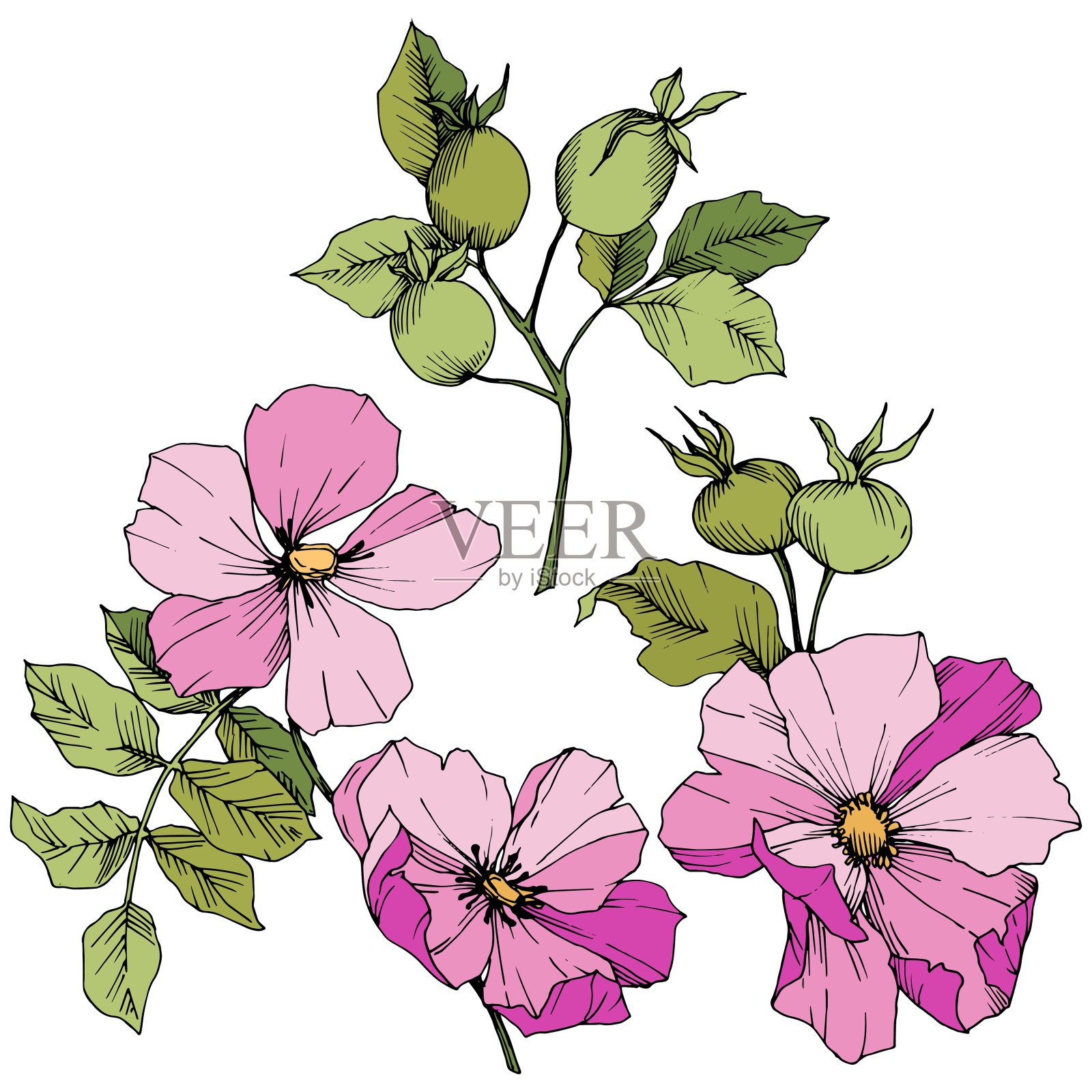 野蔷薇犬科在一个载体风格孤立。粉红色的雕刻水墨艺术。插画图片素材