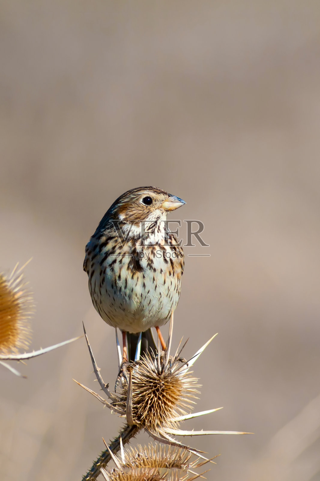 玉米彩旗。绿色的自然背景。鸟:玉米彩旗。Emberiza calandra。照片摄影图片