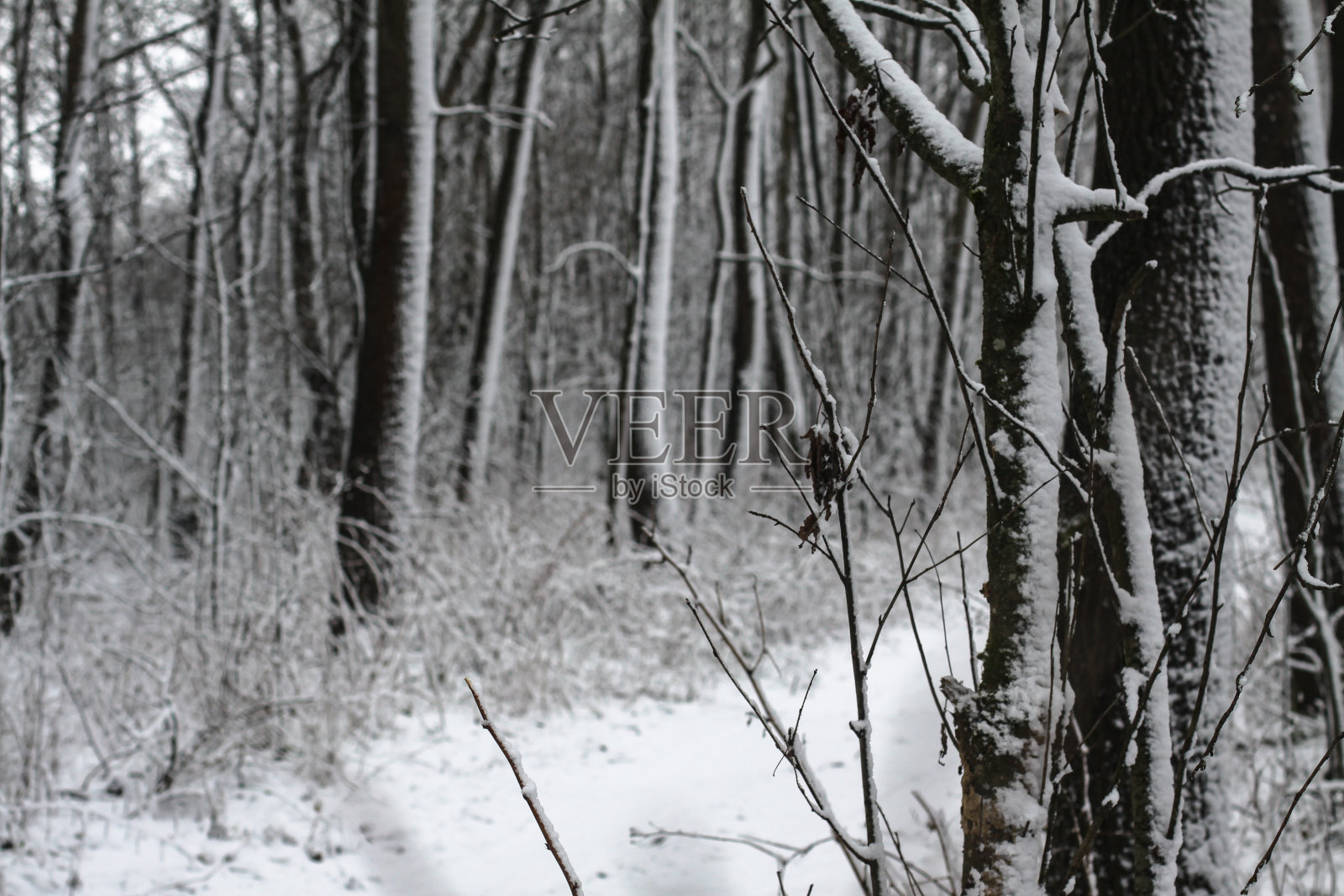 森林里美丽的冬季景色。城外的路又下雪了。公园里的雪堆,脏兮兮的街道。圣诞节和新年的背景照片摄影图片