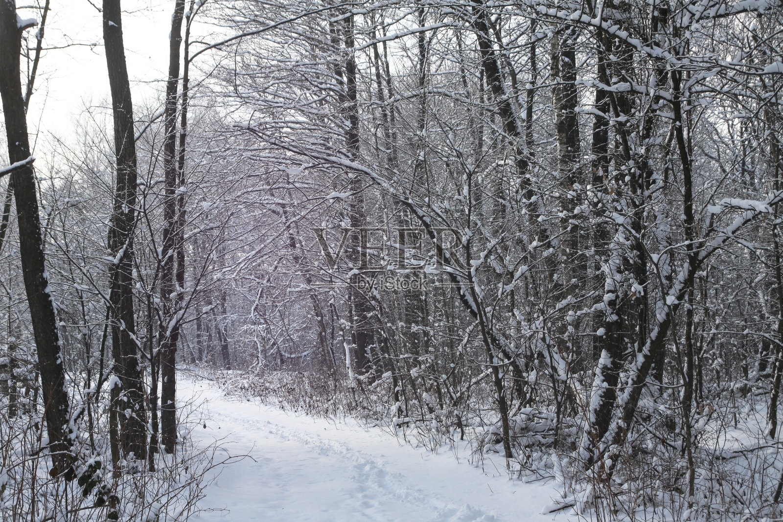 森林里美丽的冬季景色。城外的路又下雪了。公园里的雪堆,脏兮兮的街道。圣诞节和新年的背景照片摄影图片