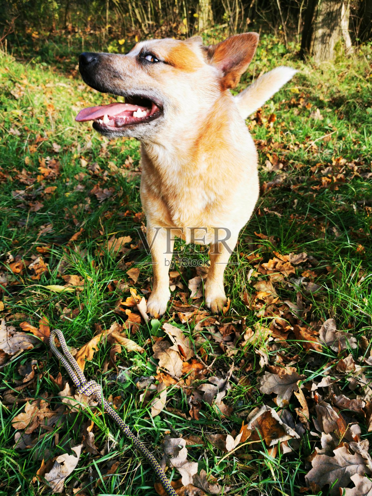 澳洲牧牛犬照片摄影图片