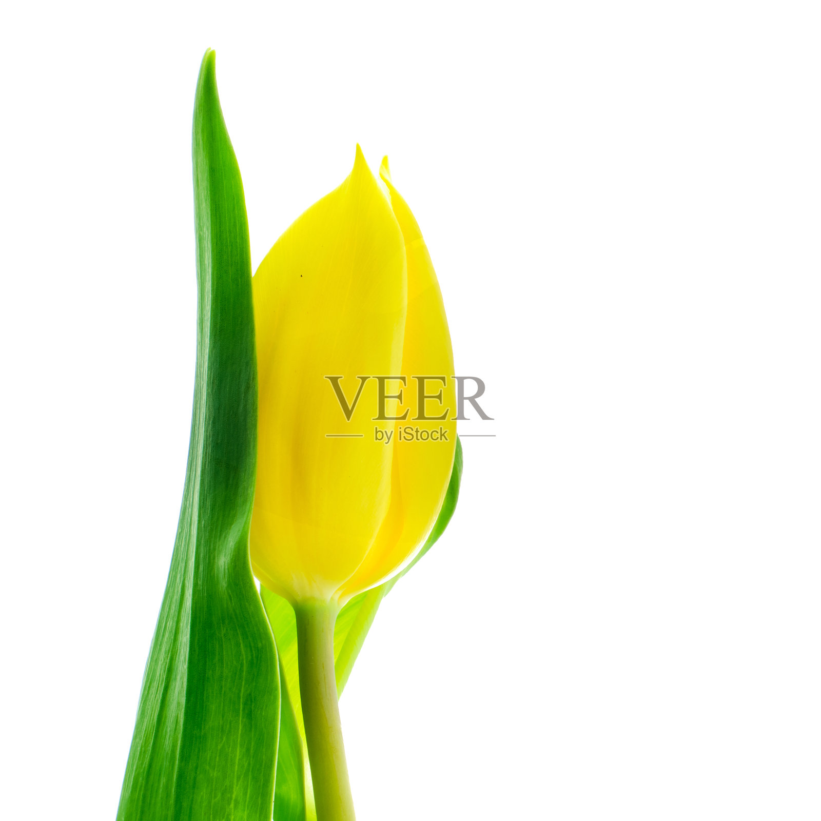 美丽的单开黄色郁金香花孤立在白色的背景照片摄影图片
