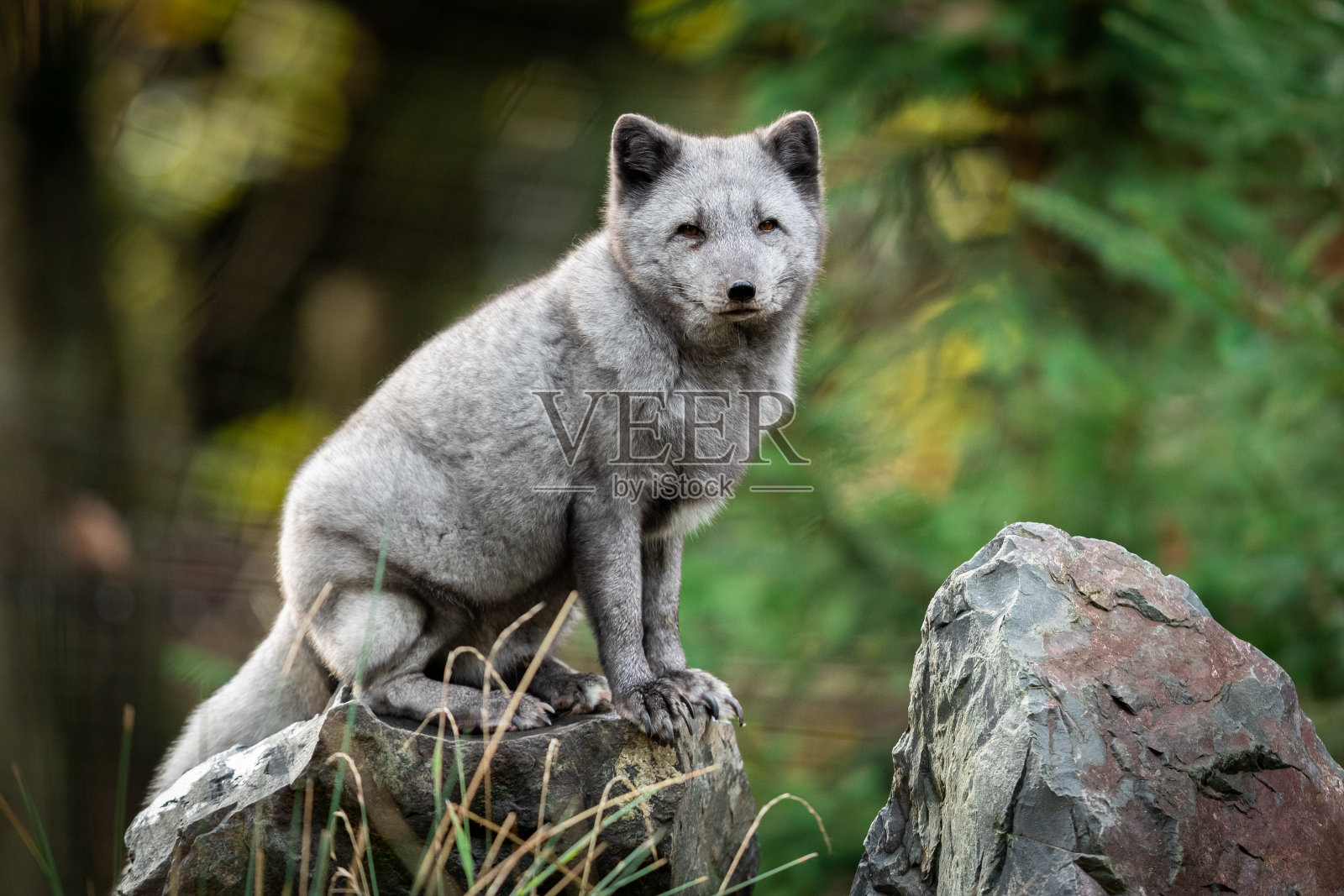 北极熊在秋天的时候在岩石上照片摄影图片
