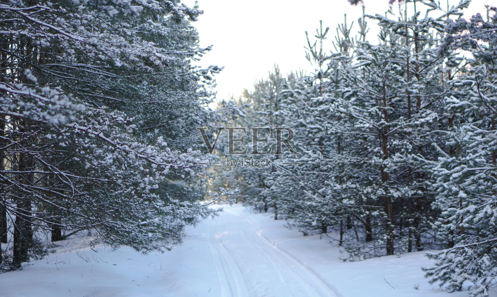 雪林里美丽的冬季景色。美丽的圣诞树在雪堆和雪花中。新年和圣诞节的库存照片照片摄影图片