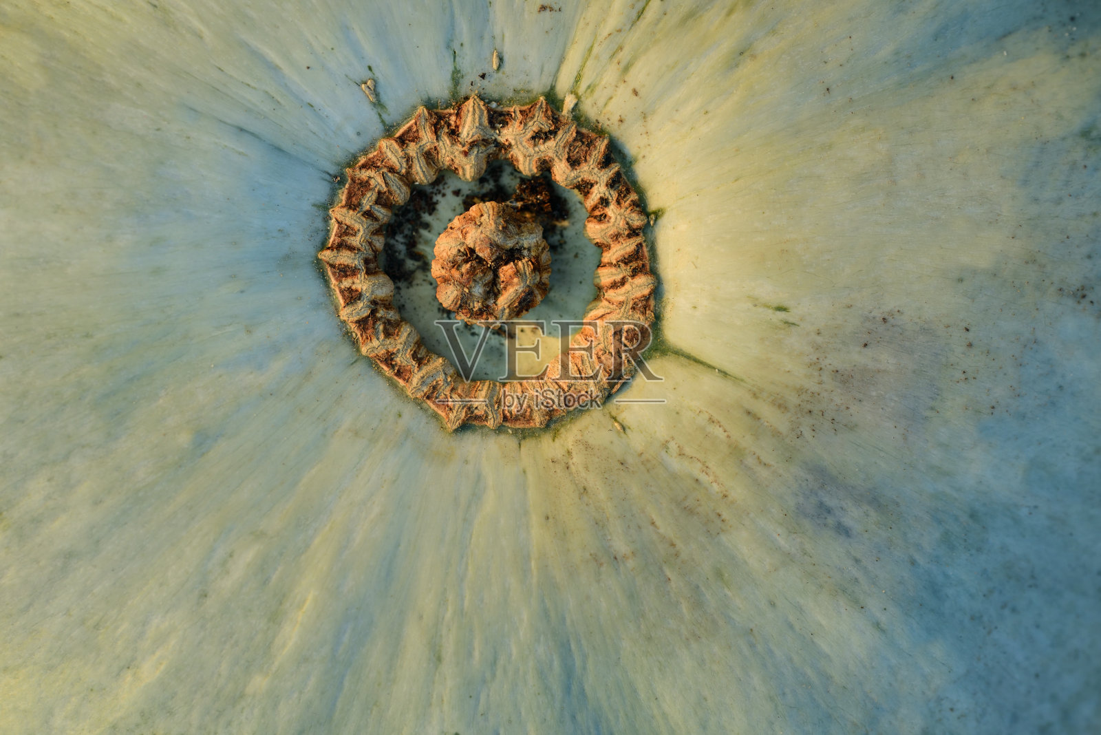 细节镜头和背景的绿色南瓜与茎在秋天的光照片摄影图片