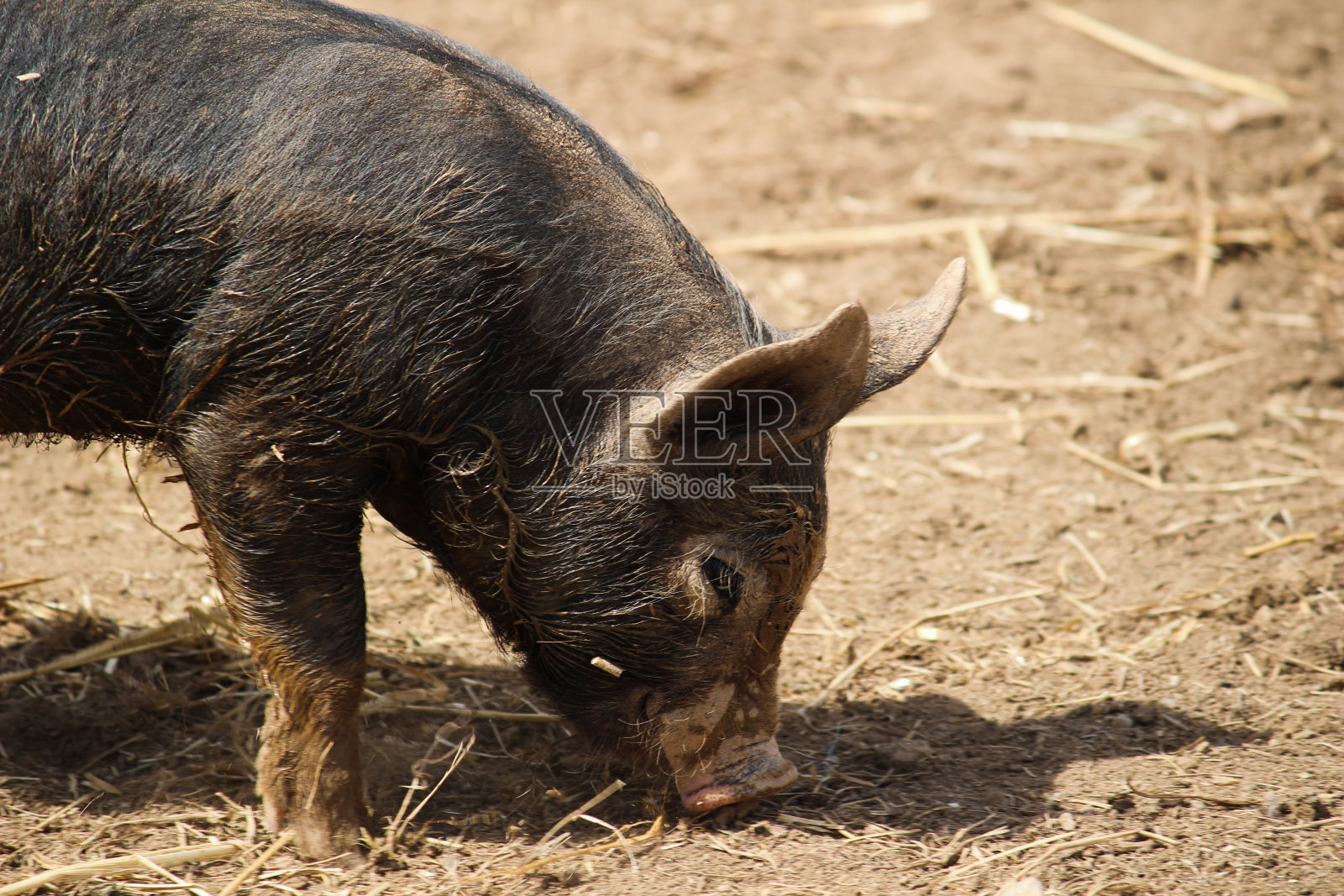 伯克夏小猪-英国康沃尔照片摄影图片