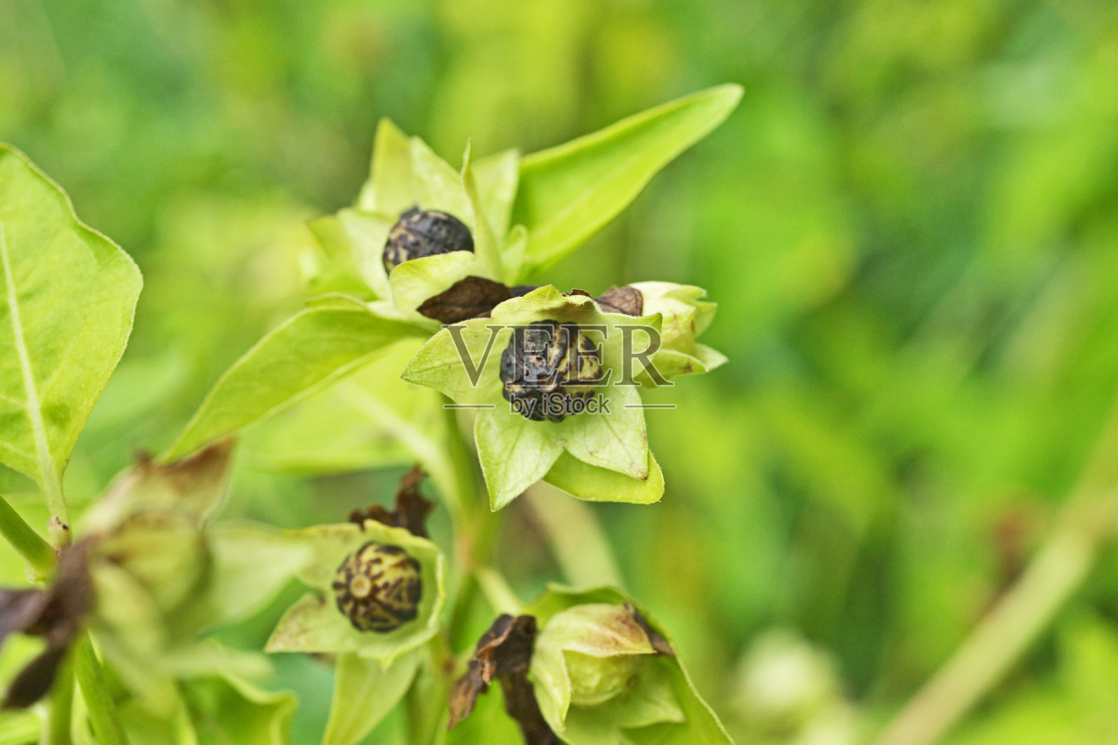 紫茉莉照片摄影图片