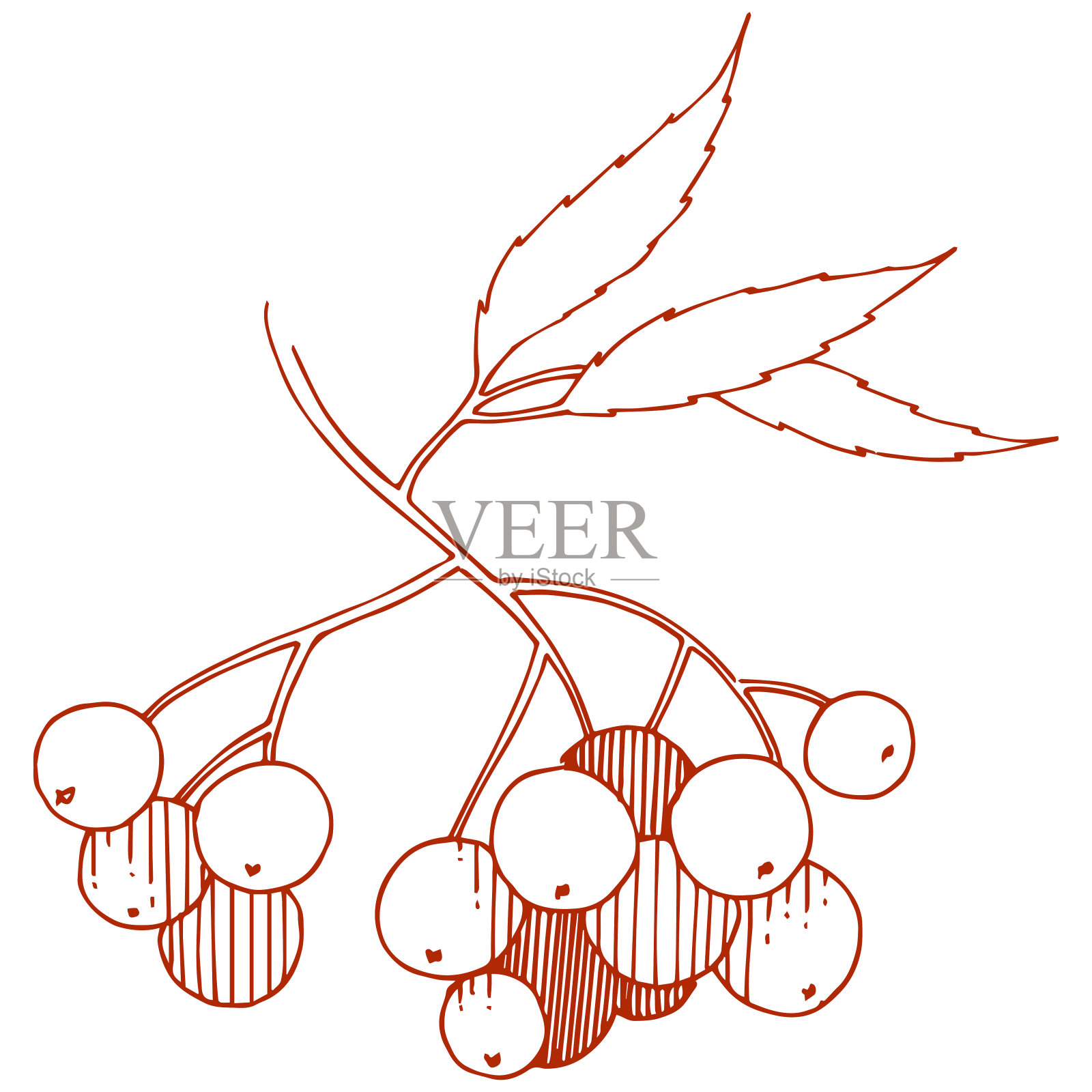 矢秋红花梨属植物。浆果植物植物园花的叶子。孤立的插画元素。插画图片素材