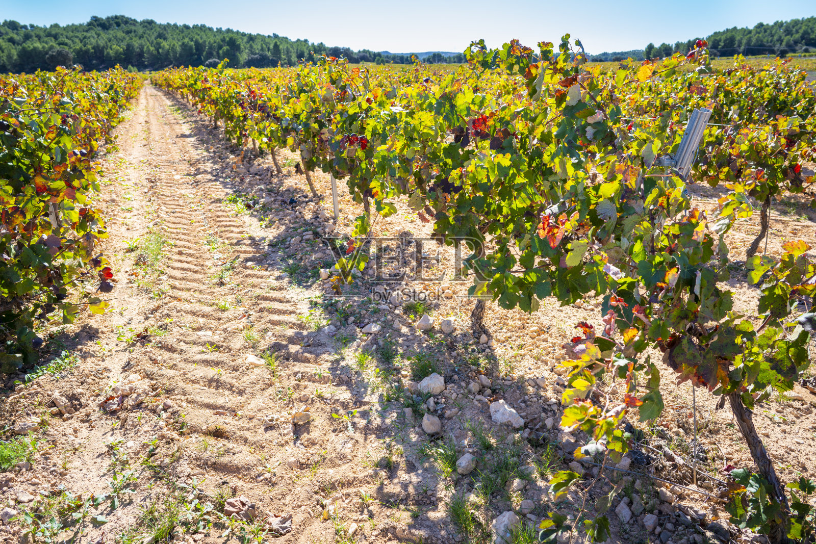 秋天地中海的葡萄园里几片红叶照片摄影图片
