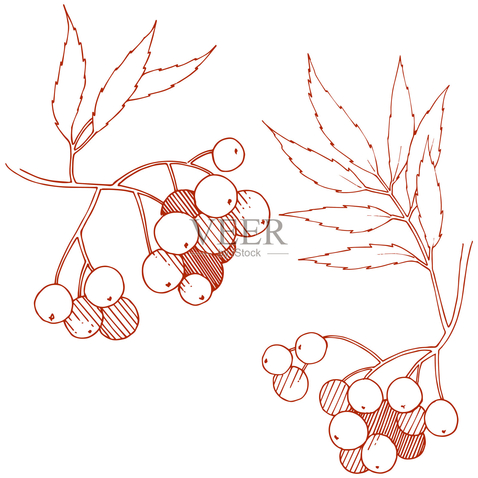 矢秋红花梨属植物。浆果植物植物园花的叶子。孤立的插画元素。插画图片素材
