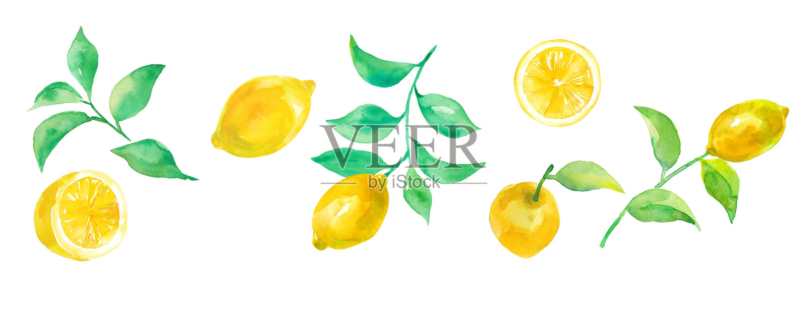 各种柠檬部分的水彩插图插画图片素材