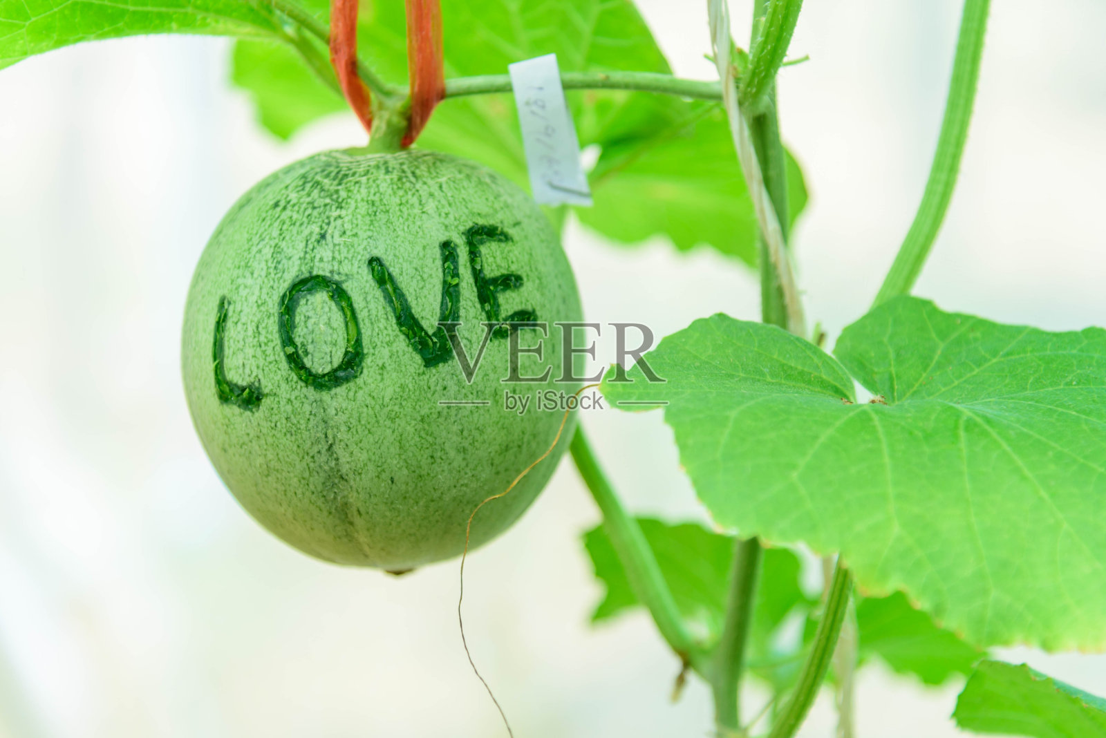 给新鲜的甜瓜写情书照片摄影图片