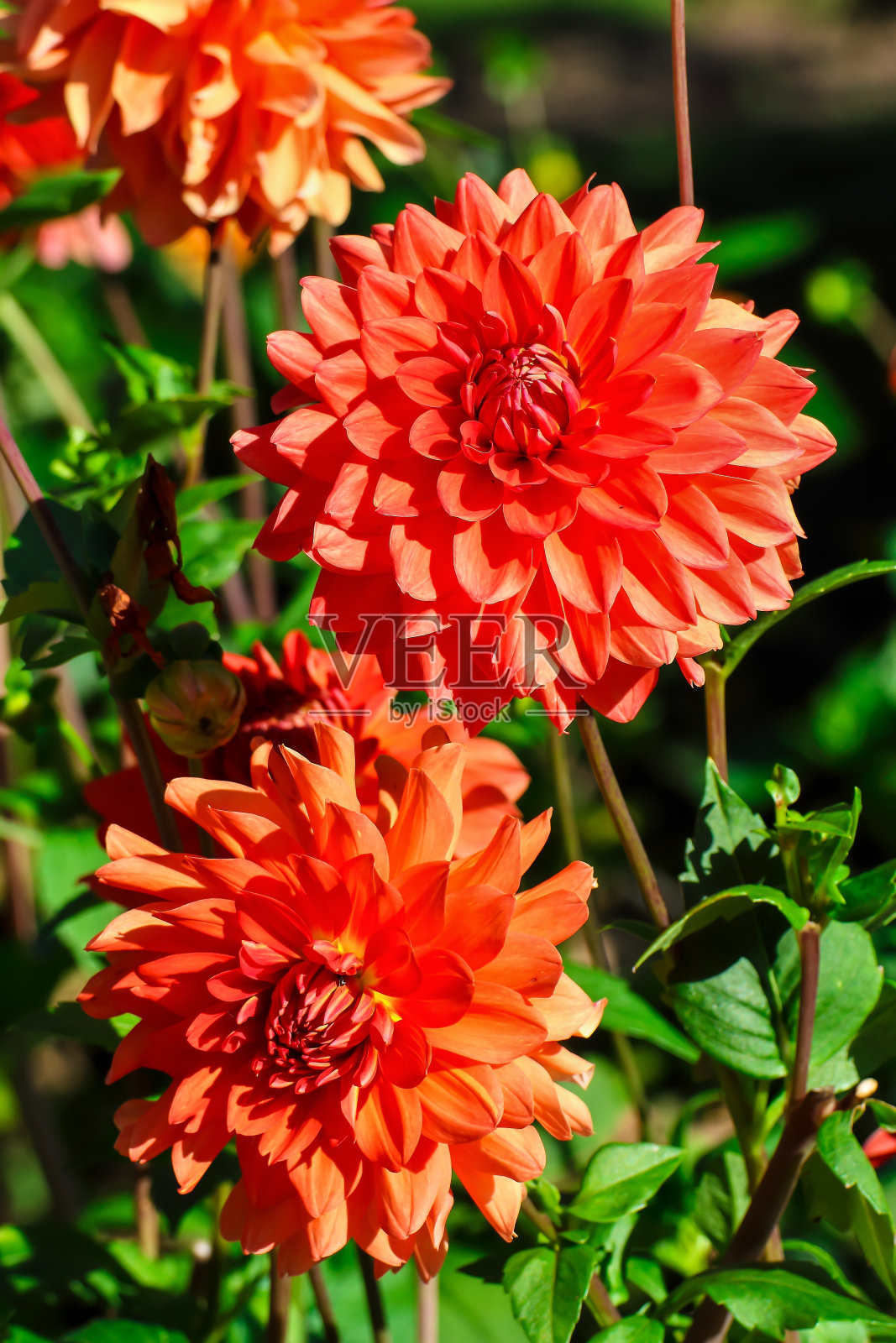 大丽花埃勒斯在夏末和秋天的花照片摄影图片