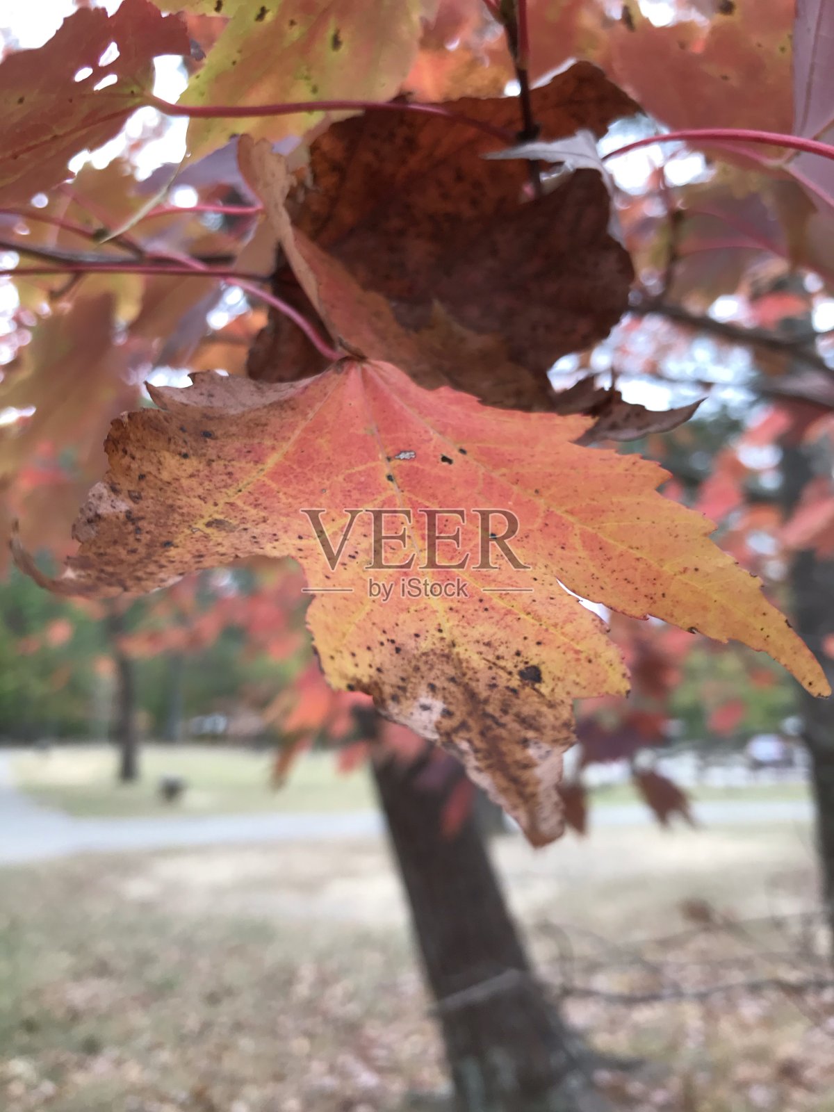 秋天的叶子照片摄影图片