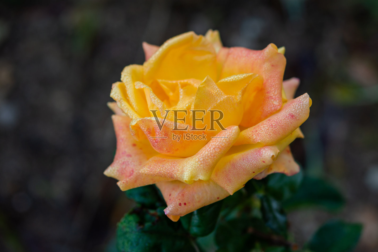 模糊的背景上挂着晨露的黄色玫瑰照片摄影图片