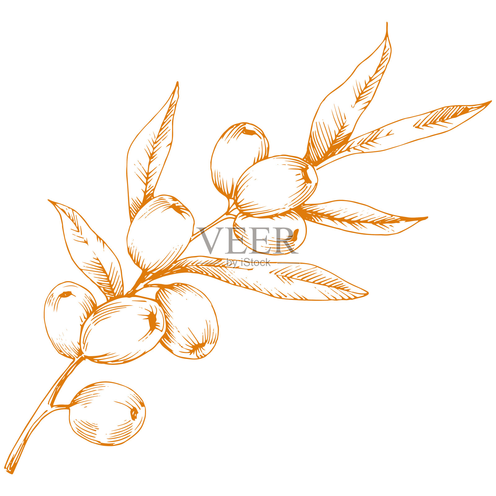 橙色对植物。矢量图标上的白色背景。插画图片素材