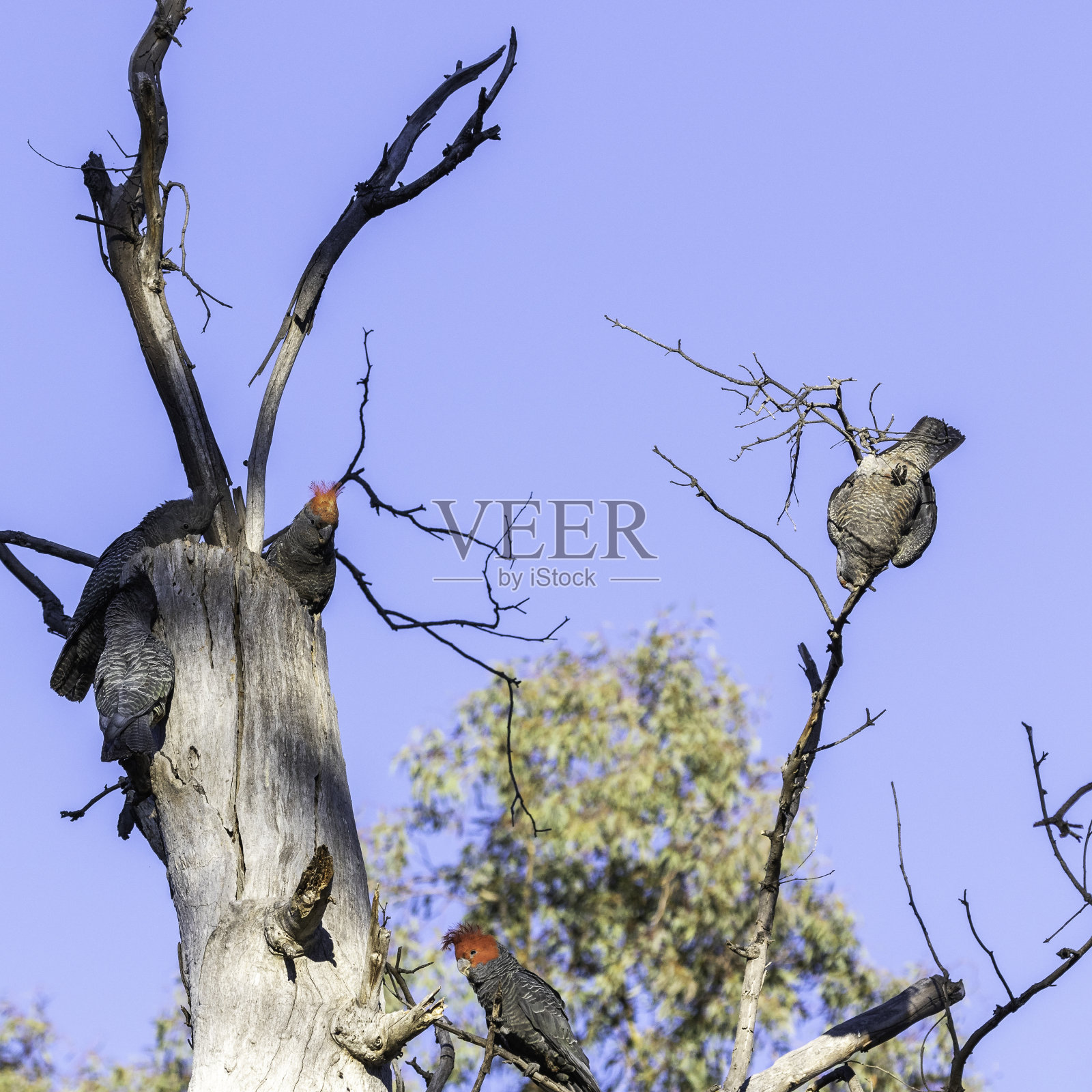 一群岗岗凤头鹦鹉在树洞附近照片摄影图片