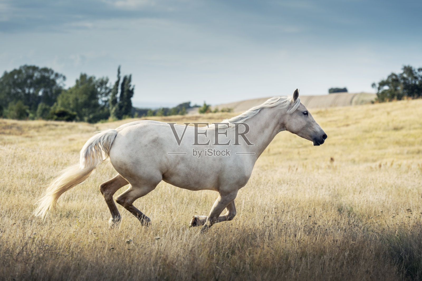 帕洛米诺马马。照片摄影图片
