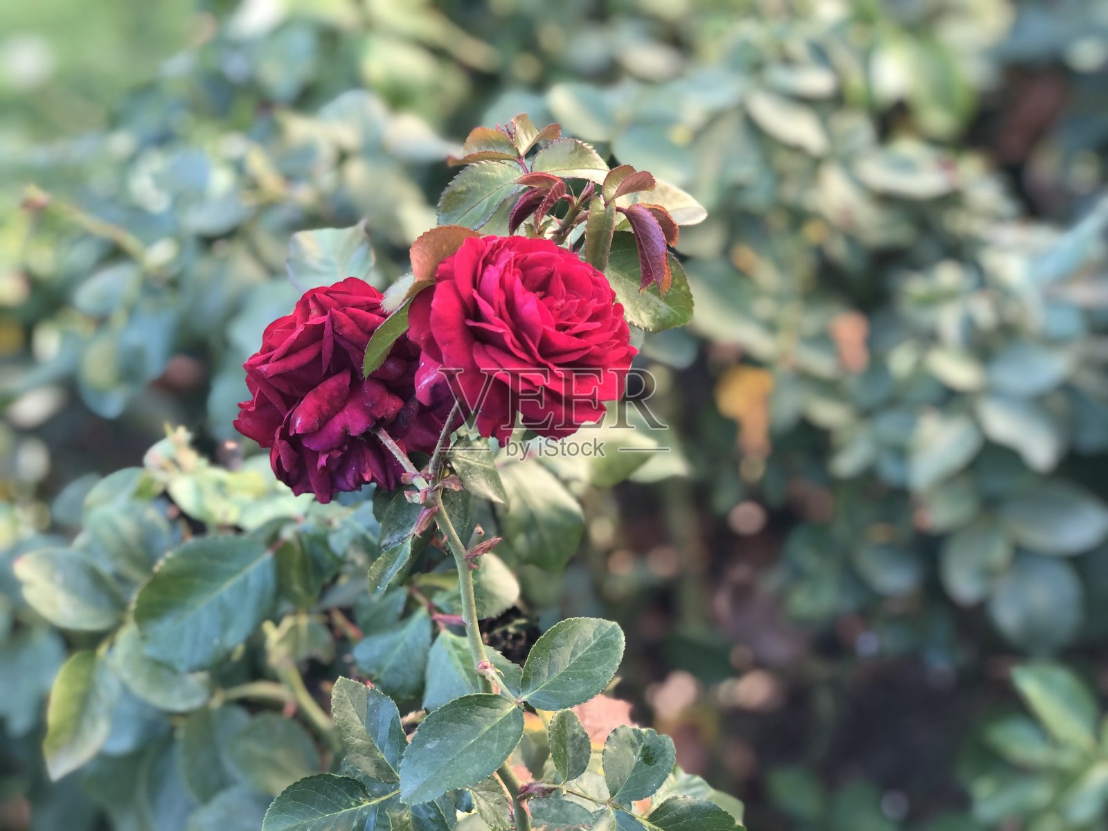 玫瑰照片摄影图片