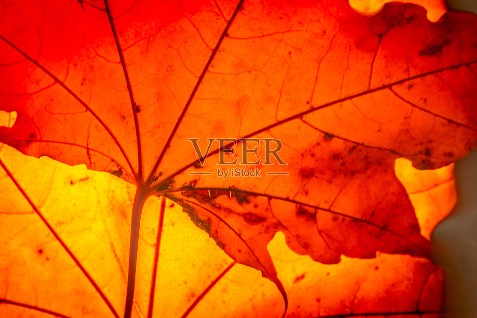 黄枫叶秋宏照片摄影图片