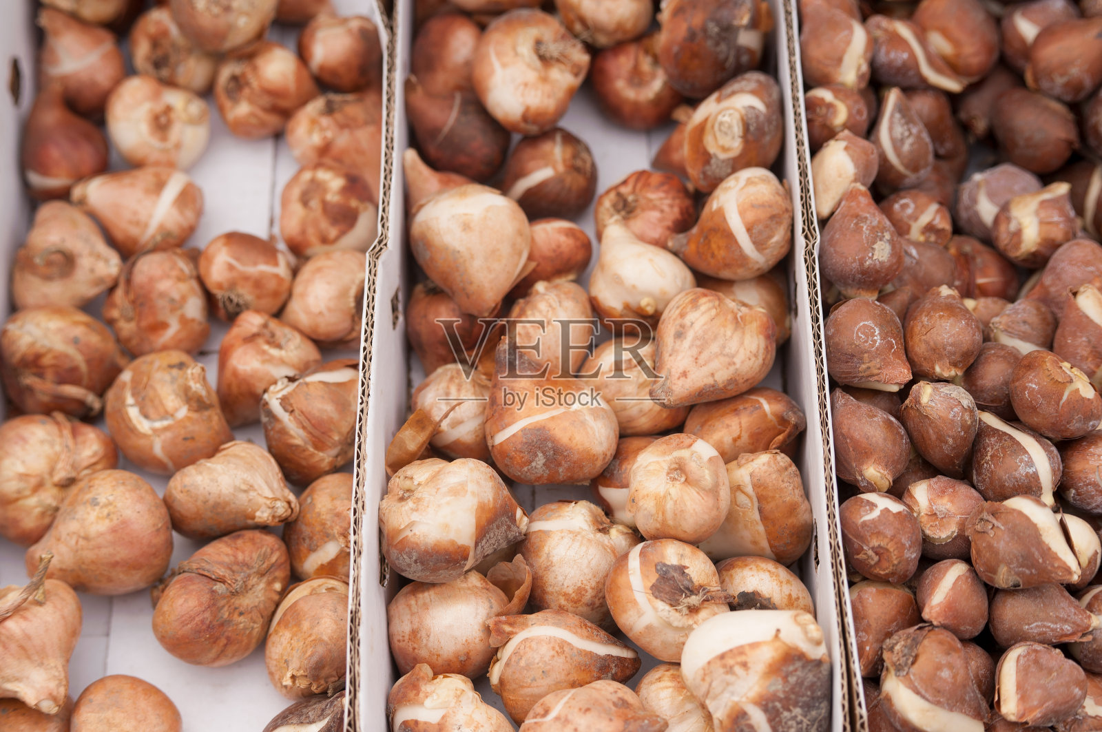 郁金香球茎照片摄影图片